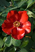 ROSA ALTISSIMO