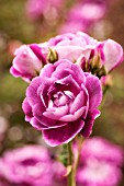 ROSA BRILLIANT PINK ICEBERG, FLORIBUNDA ROSE