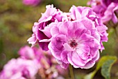 ROSA BRILLIANT PINK ICEBERG, FLORIBUNDA ROSE