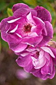 ROSA BRILLIANT PINK ICEBERG, FLORIBUNDA ROSE