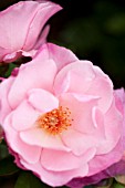 ROSA SWEET INSPIRATION, FLORIBUNDA ROSE