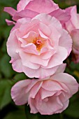 ROSA SWEET INSPIRATION, FLORIBUNDA ROSE