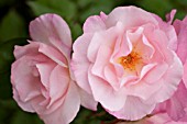 ROSA SWEET INSPIRATION, FLORIBUNDA ROSE