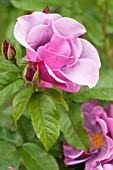 ROSA BLUEBERRY HILL, FLORIBUNDA ROSE