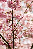 PRUNUS ACCOLADE, BLOSSOMS OF EARLY FLOWERING CHERRY TREE