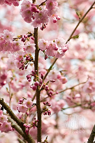 PRUNUS_ACCOLADE_BLOSSOMS_OF_EARLY_FLOWERING_CHERRY_TREE
