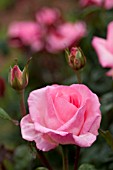 ROSA PINK PROMISE, FLORIBUNDA ROSE