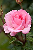 ROSA PINK PROMISE, FLORIBUNDA ROSE