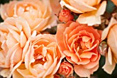 ROSA WHAT A PEACH, MINIATURE ROSE