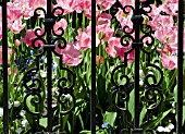 FRINGED TULIPS SEEN THROUGH ORNATE IRON GARDEN GATE IN SPRING.