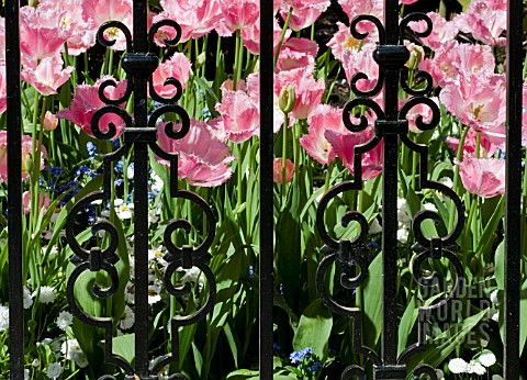 FRINGED_TULIPS_SEEN_THROUGH_ORNATE_IRON_GARDEN_GATE_IN_SPRING