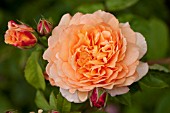 ROSA CROWN PRINCESS MARGARETA