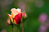 ROSA CROWN PRINCESS MARGARETA