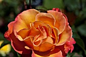 ROSA TUSCAN SUN, FLORIBUNDA ROSE