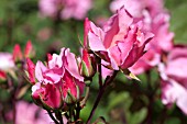 ROSA DAINTY BESS, HYBRID TEA ROSE