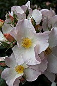 ROSA SALLY HOLMES, HYBRID MUSK ROSE