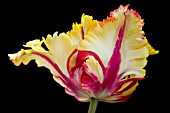 TULIPA FLAMING PARROT, (TULIP FLAMING PARROT)