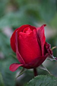 ROSA OPENING NIGHT, HYBRID TEA ROSE