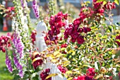 ROSES IN COTTAGE GARDEN AND WHITE PICKET FENCE