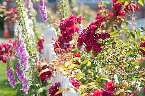ROSES_IN_COTTAGE_GARDEN_AND_WHITE_PICKET_FENCE