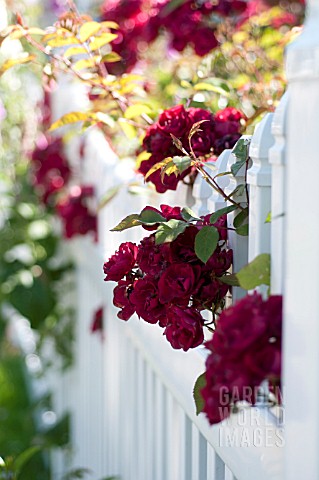 ROSES_IN_COTTAGE_GARDEN_AND_WHITE_PICKET_FENCE