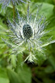 ERYNGIUM, SEA HOLLY