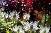 ERYNGIUM, SEA HOLLY, BACKLIT IN SUMMER GARDEN