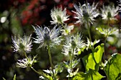 ERYNGIUM, SEA HOLLY, BACKLIT IN SUMMER GARDEN