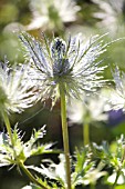 ERYNGIUM, SEA HOLLY, BACKLIT IN SUMMER GARDEN