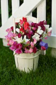 LATHYRUS ODORATUS, IN WHITE WOODEN BUCKET