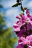 LAVATERA BREDON SPRINGS