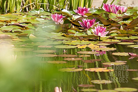 WATER_LILIES_IN_POND