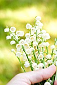 CONVALLARIA MAJALIS, LILY OF THE VALLEY, BOUQUET IN SPRING