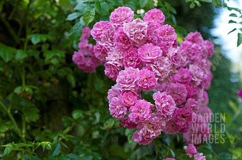 ROSA_SUPER_FAIRY_RAMBLING_ROSE_ON_GARDEN_ARCH