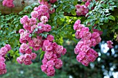 ROSA SUPER FAIRY, RAMBLING ROSE ON GARDEN ARCH