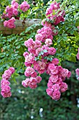 ROSA SUPER FAIRY, RAMBLING ROSE ON GARDEN ARCH