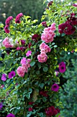 ROSA SUPER FAIRY, RAMBLING ROSE ON GARDEN ARCH