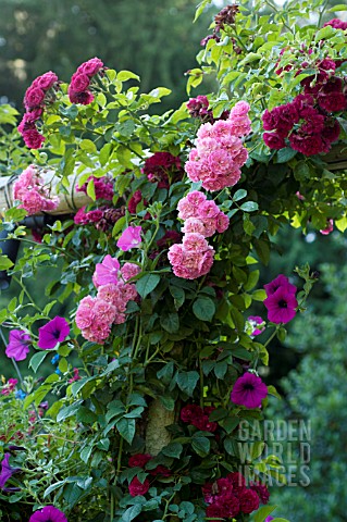 ROSA_SUPER_FAIRY_RAMBLING_ROSE_ON_GARDEN_ARCH