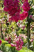 ROSA SUPER FAIRY, RAMBLING ROSE ON GARDEN ARCH