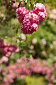 ROSA SUPER DOROTHY, RAMBLING ROSE ON GARDEN ARCH