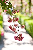 ROSA SUPER DOROTHY, RAMBLING ROSE ON GARDEN ARCH