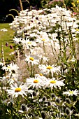 LEUCANTHEMUM VULGARE