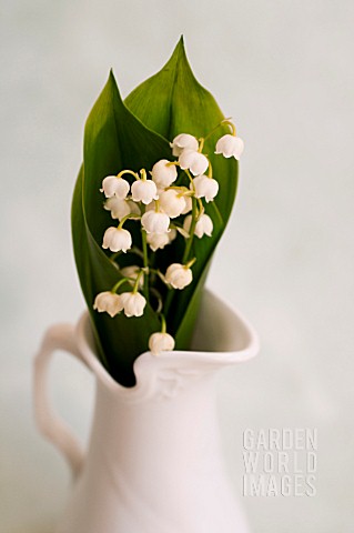 CONVALLARIA_MAJALIS_LILY_OF_THE_VALLEY_IN_WHITE_PITCHER