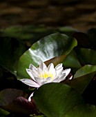 WHITE NYMPHAEA