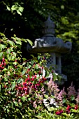 FUCHSIA IN JAPANESE GARDEN