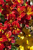 SALPIGLOSSIS SINUATE