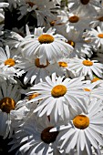 LEUCANTHEMUM VULGARE