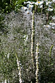 GYPSOPHILA WITH VERBASCUM