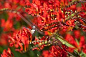 CROCOSMIA LUCIFER WITH HUMMINGBIRD