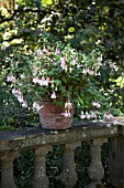 FUCHSIA IN CONTAINER